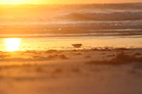 Walker Condos on New Smyrna Beach